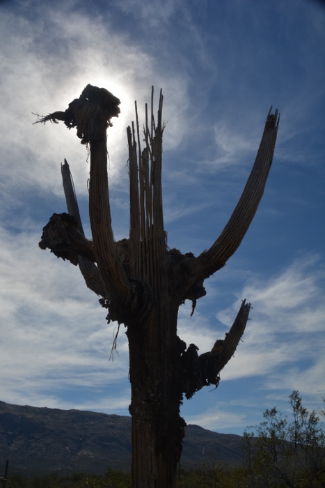 Saguaro skeleton in silhouette